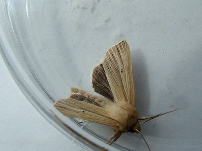 Smoky Wainscot